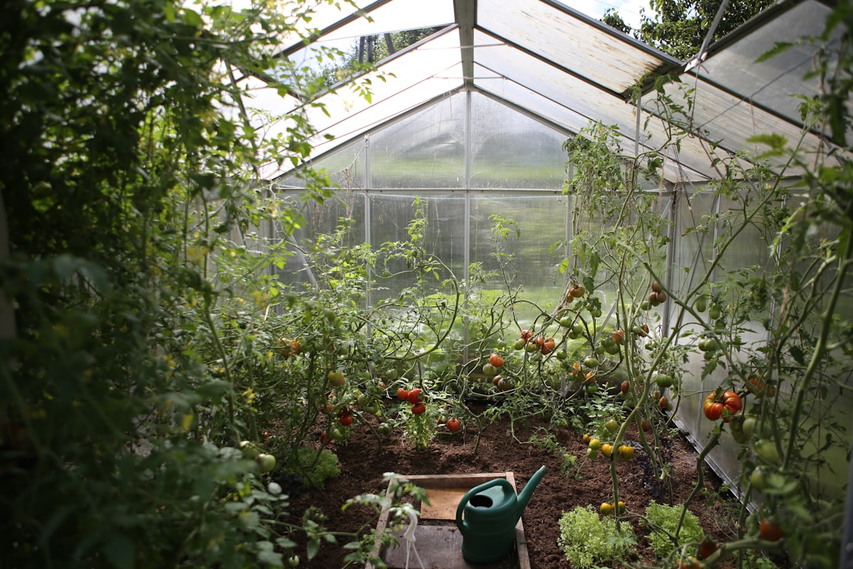Plantation d'oliviers